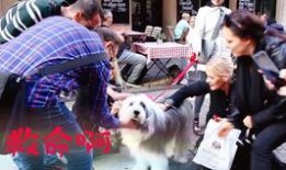 主播扎狗爆料视频,视频内容深度解析